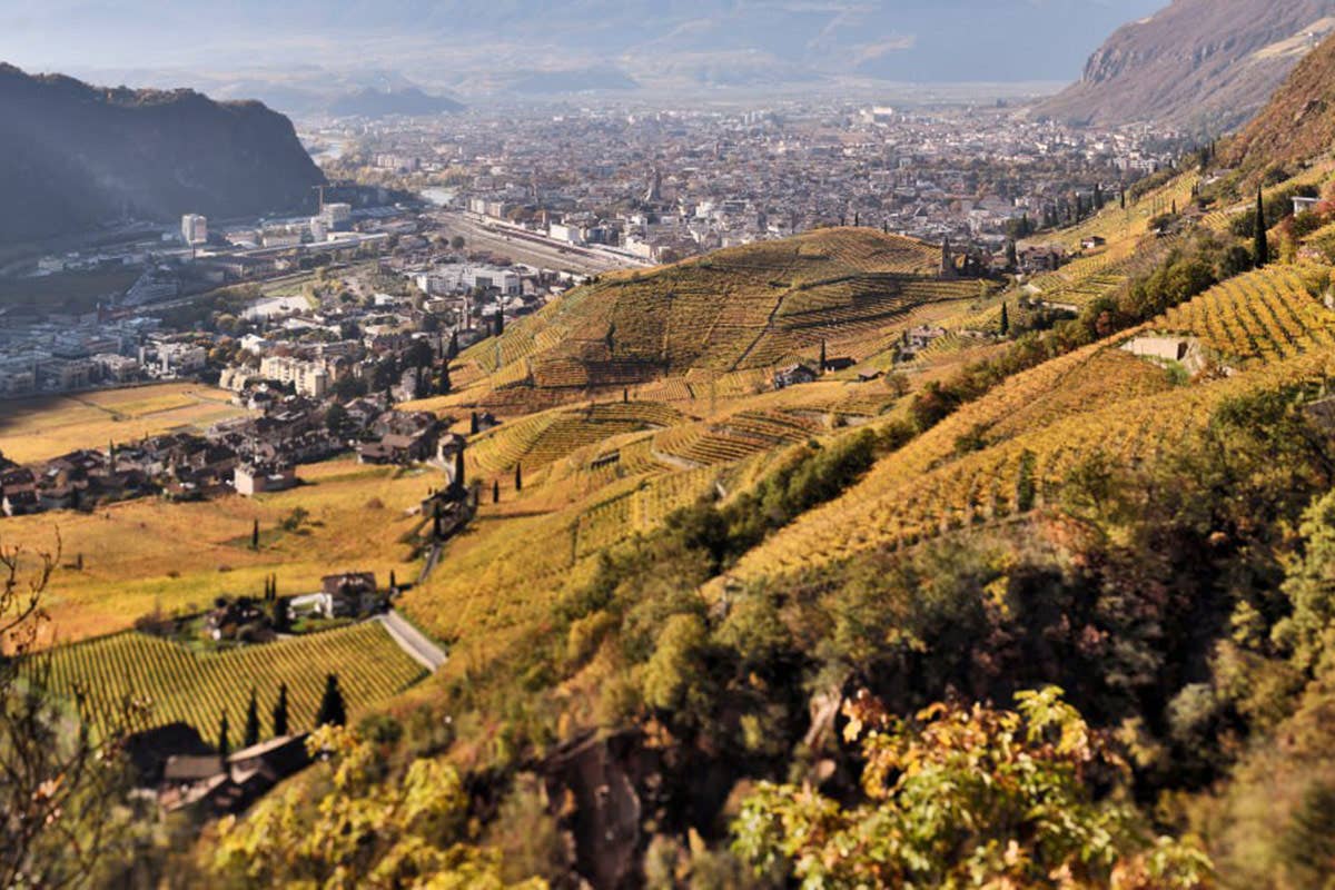 Cantina Bolzano: dopo il successo dei TAL, sempre più alta la qualità di tutti in vini 